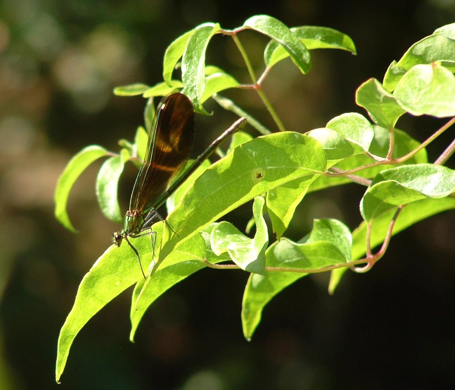 Calopteryx  virgo